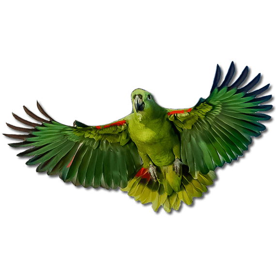 Amazon Parrot Amazon Parrot